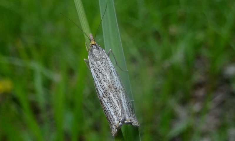 Thisanotia chrysonuchella - Crambidae